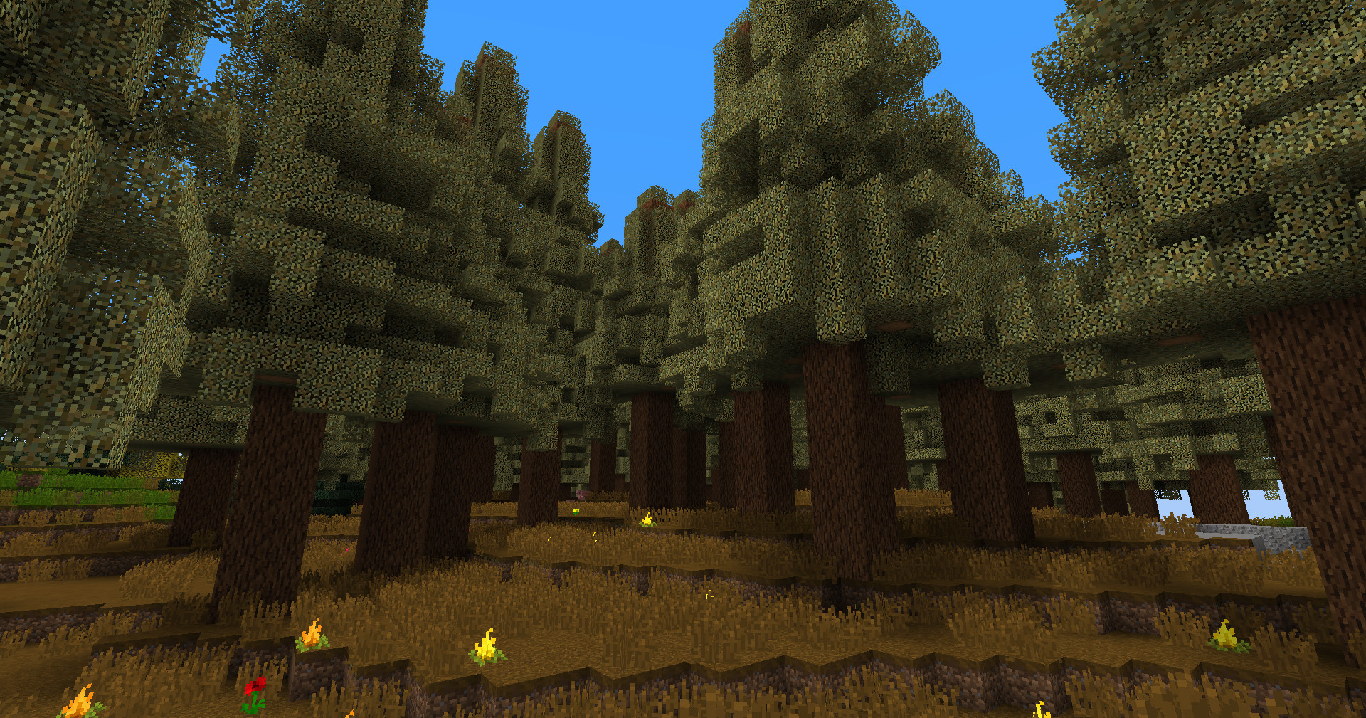 Cika Forest biome