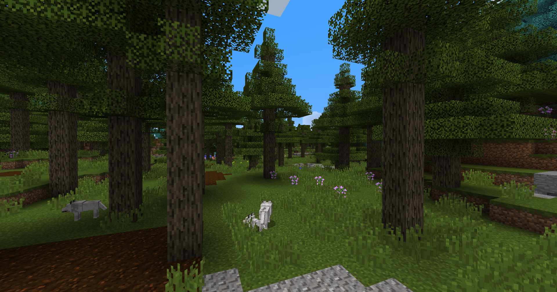 Coniferous Forest biome