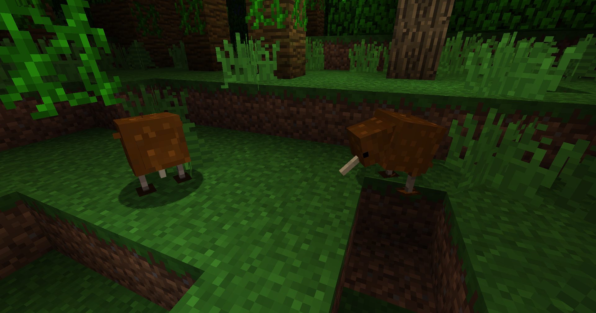 Kiwi Bird biome